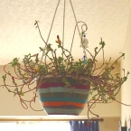 植木鉢を冬バージョンに