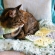 猫用マフラー