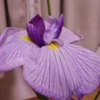 allauctiom