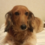 みーこ