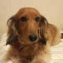 みーこ