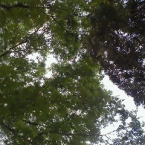 botan*