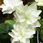 ＳＹＬＰＨ