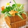 ♪簡単♪アイススティックで植木鉢カバー☆