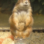 harutinpe