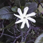 hurahurahura23