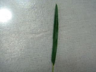 お月見のススキの作り方 手順 15 その他 ぬいぐるみ 人形 アトリエ ハンドメイドレシピ 作り方 と手作り情報サイト