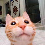 じゃんご