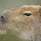 kappikapi