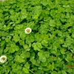 kikikiri