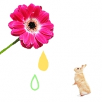 こげちゃん