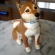 柴犬リキのメモリアルフィギュア