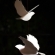 文鳥のオーナメント