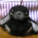 ロップイヤーうさぎ＊黒