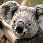prue