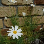 mikiko