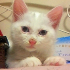 ニコタ