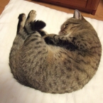 miro_marmalade