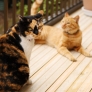 もなこ