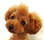 myu
