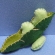 フェルト　枝豆