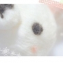 みくぱんだ☆