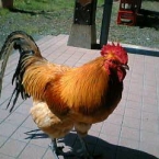 KKHaHa