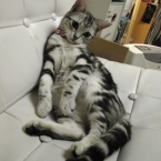 sakilotta