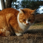 たこ