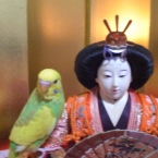 sekiseiinkokyuu