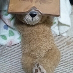 いーたん