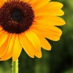 sunflowerchildren