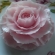 Pink Rose