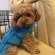 縄編みの犬セーター