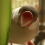春よもぎ