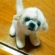 羊毛フェルトでシーズー犬。